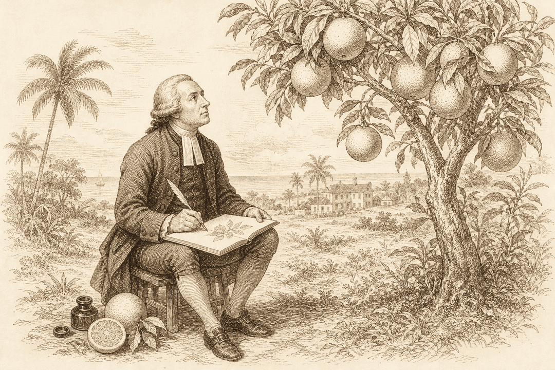 Scene: the Reverend Griffith Hughes sketching and naming the 'forbidden fruit' tree in Barbados, 1750 — the first record of the grapefruit.