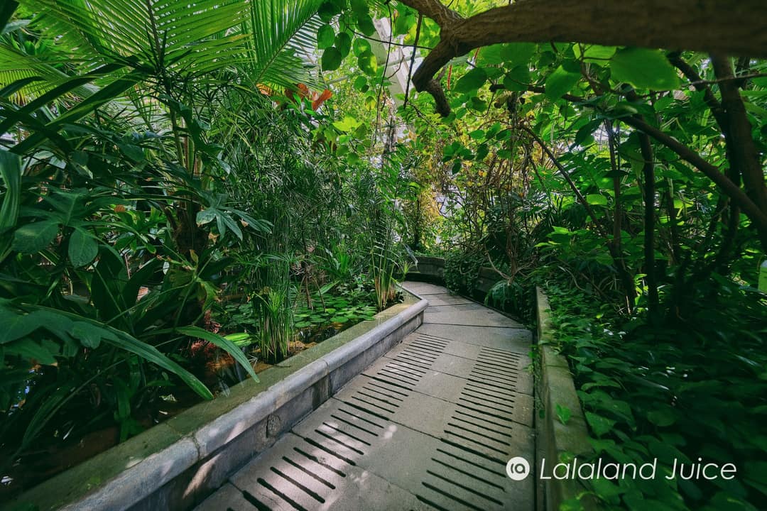 A lush glasshouse garden path winding through tropical greenery.